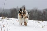BERGER AUSTRALIEN PUPPIES 431